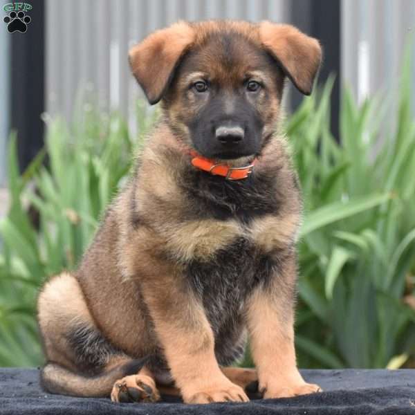 Mason, German Shepherd Puppy